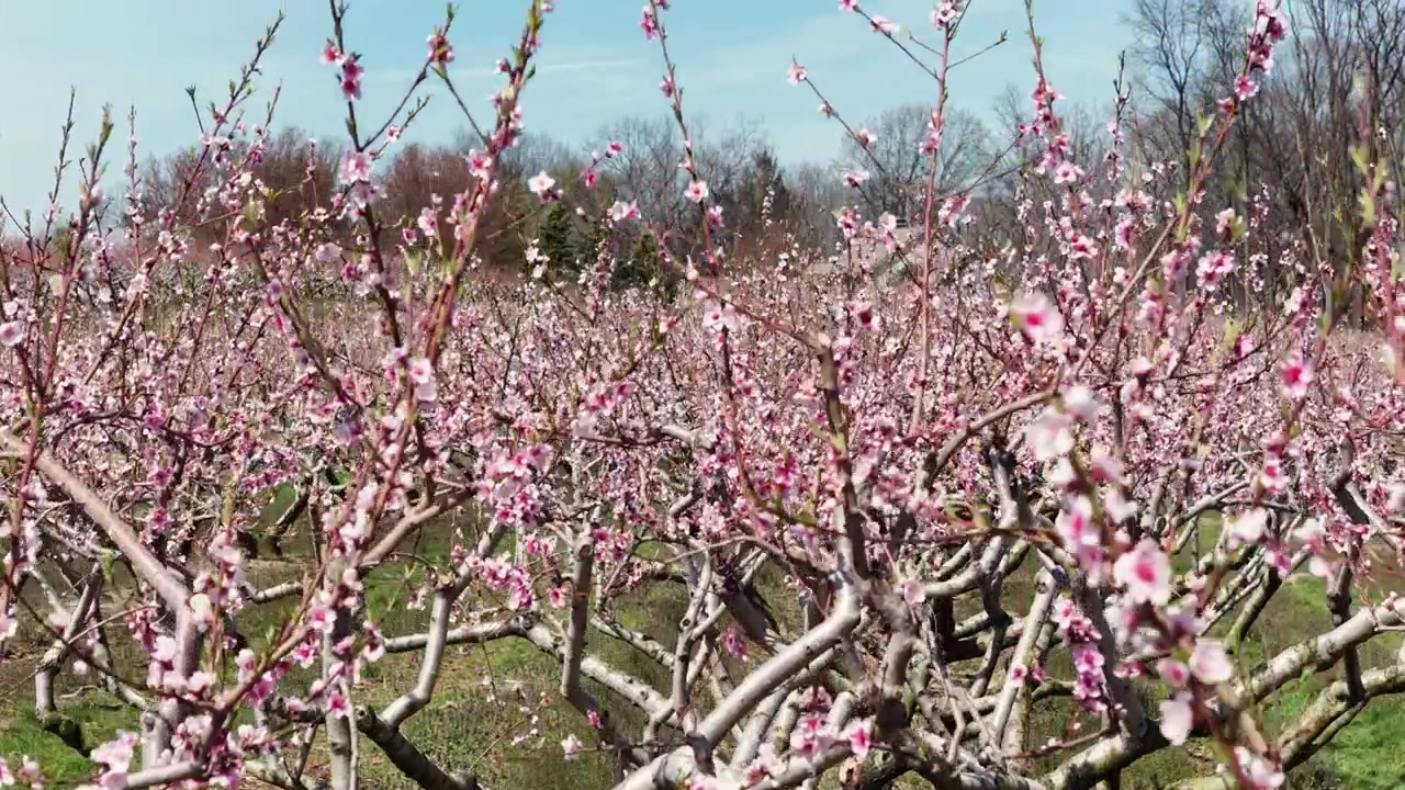 Frutteto di peschi in piena fioritura primaverile con fiori rosa che coprono i rami in un paesaggio rurale sotto un cielo azzurro e limpido. Scenario stagionale sereno con luce mattutina soffusa. Ripresa aerea