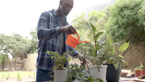 focused mature african american man watering plants on table in garden, slow motion