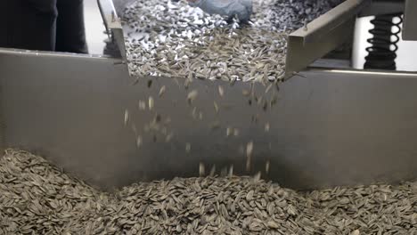 close shot of a conveyor with sunflower seeds