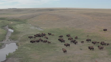 bison herd foraging for food beside stream