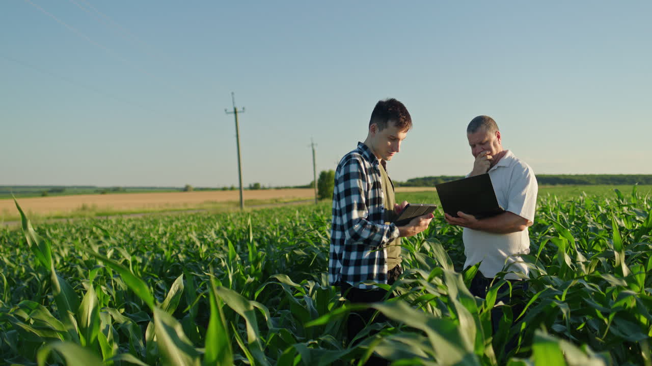 Agricultores inspecionando milharal usando tecnologia.