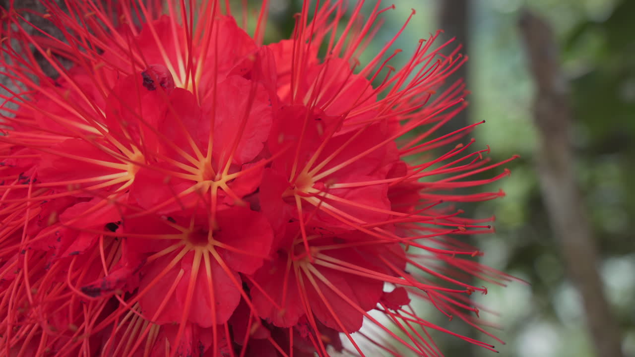flor de color rojo que florece en la selva tropical de ecuador, abejas volando y recolectando néctar - macro