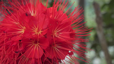 Red-colored-flower-blooming-in-rainforest-of-Ecuador,bees-flying-around-and-gathering-nectar---macro