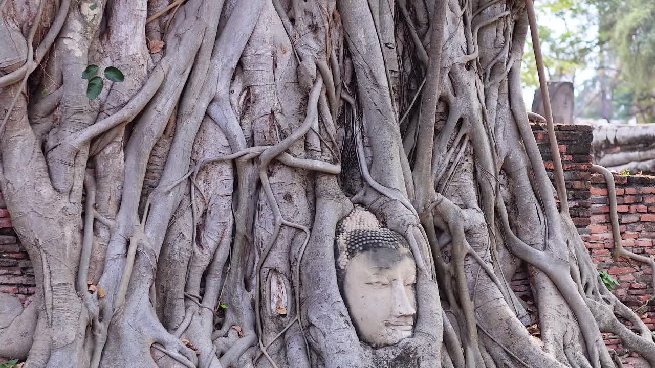 나무 뿌리에 인 고대 부처의 머리
