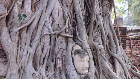 ancient buddha head encased in banyan tree roots