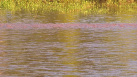 a swallow bird swoops down to the river to drink on the fly in the rain forest of peru