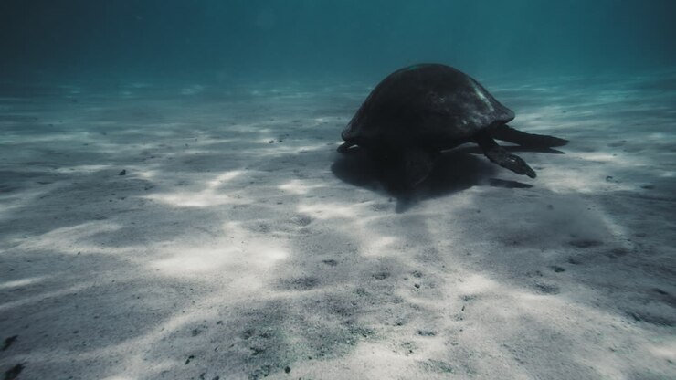 Sea turtle floats above open sandy bottom of ocean feeding and eating