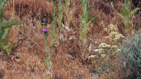 Polilla-Esfinge-De-Línea-Blanca-Se-Hace-Pasar-Por-Colibrí-En-Flor-Morada