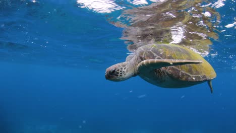 a green sea turtle on the surface taking a gulps of fresh air before swimming down to the bottom of the ocean