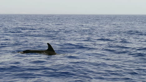 Slow-motion-shot-of-dolphins-in-atlantic-ocean-near-Tenerife