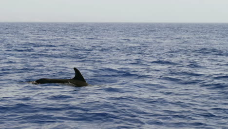 fotografía en cámara lenta de delfines en el océano atlántico cerca de tenerife