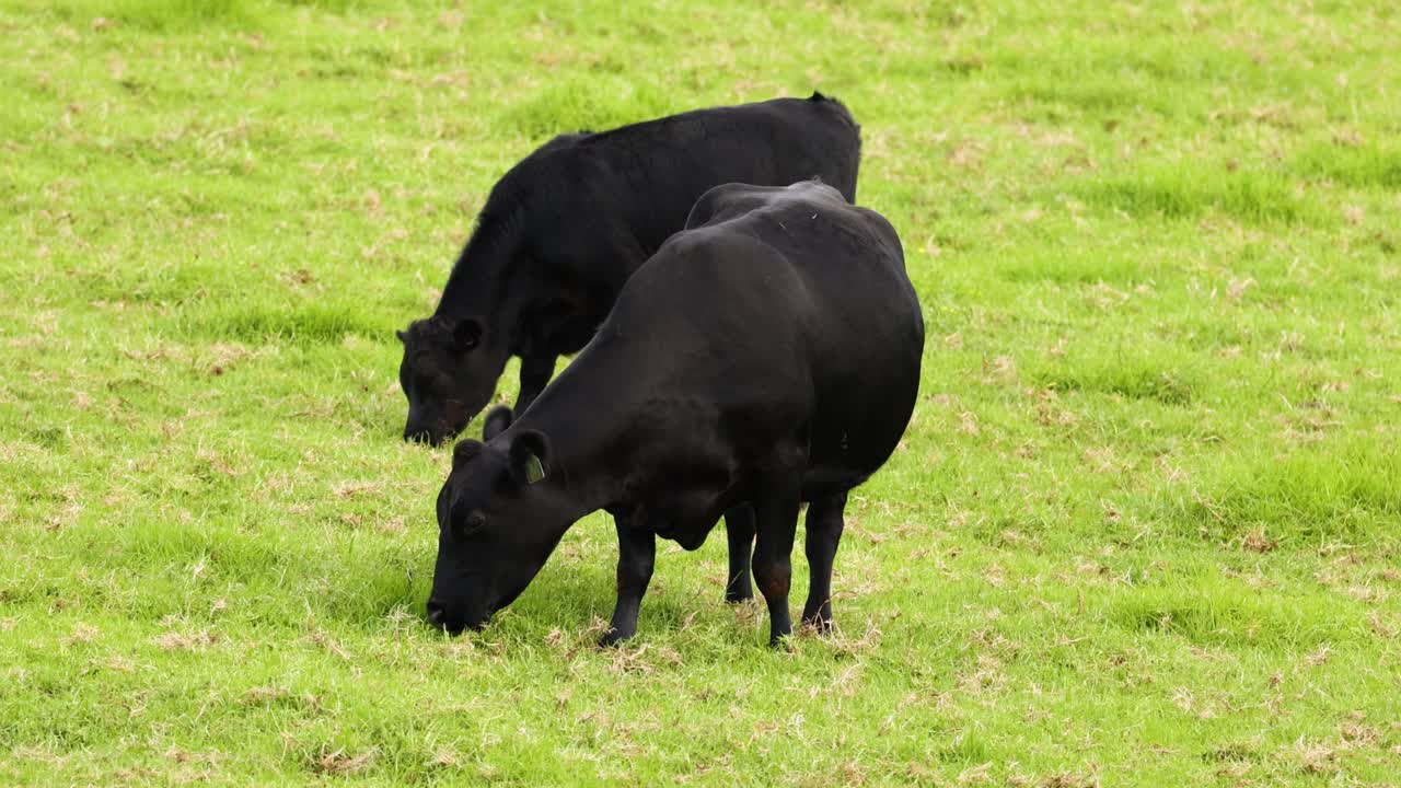 두 마리의 소가 먹이를 먹고 잠시 상호 작용합니다.