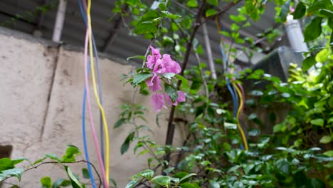 bougainvillea or paper flower, is a hardy plant popular in india for its vibrant bracts. it thrives in diverse climates, enhancing gardens and landscapes nationwide.