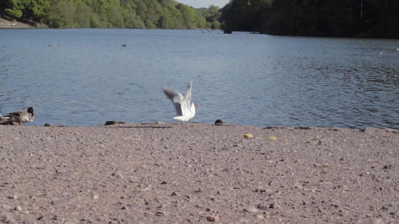 Gulls and ducks gather on at lake surrounded by forest wide tilting shot
