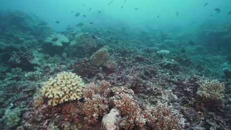 Arrecife-De-Coral-Blanqueado-Muerto