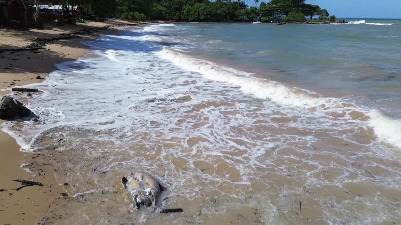 Aerial drone footage of a dead sea turtle washed up on the sandy shore of Koh Lanta, Thailand. Showing old decayed turtle highlighting the sad fragility of marine wildlife