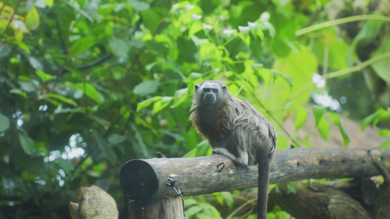 Pequeño mono tití sentado en la rama de un árbol en un exuberante bosque verde