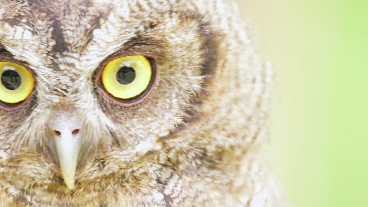 un búho con ojos muy grandes mirando hacia arriba