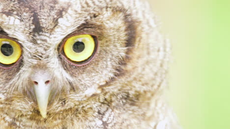 owl with very big eyes looking up