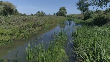 Frühlingslandschaft-Des-Sumpfes-Im-Wald