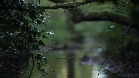 vertical paning from a tree to a low view of a running river in a cold forest