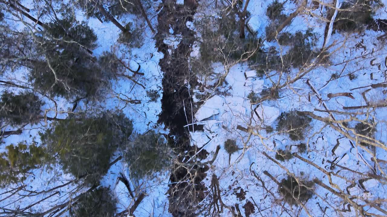 Top down view of a bare tree canopy and snowy forest floor during winter