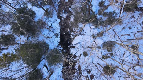 Top-down-view-of-a-bare-tree-canopy-and-snowy-forest-floor-during-winter