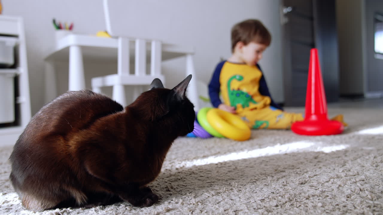 Beautiful black short-haired cat sits on the carpet. Pet looks at the baby playing on the floor at backdrop.