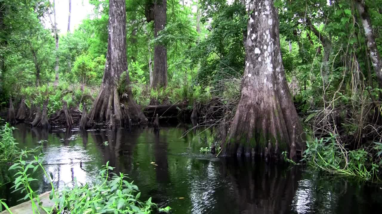 에버글레이즈의 늪을 여행하는 셀카 샷