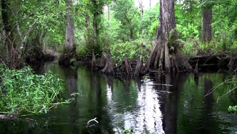 tiro pov viajando a través de un pantano en los everglades