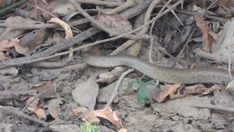 Rat-snake-finding-food-2-