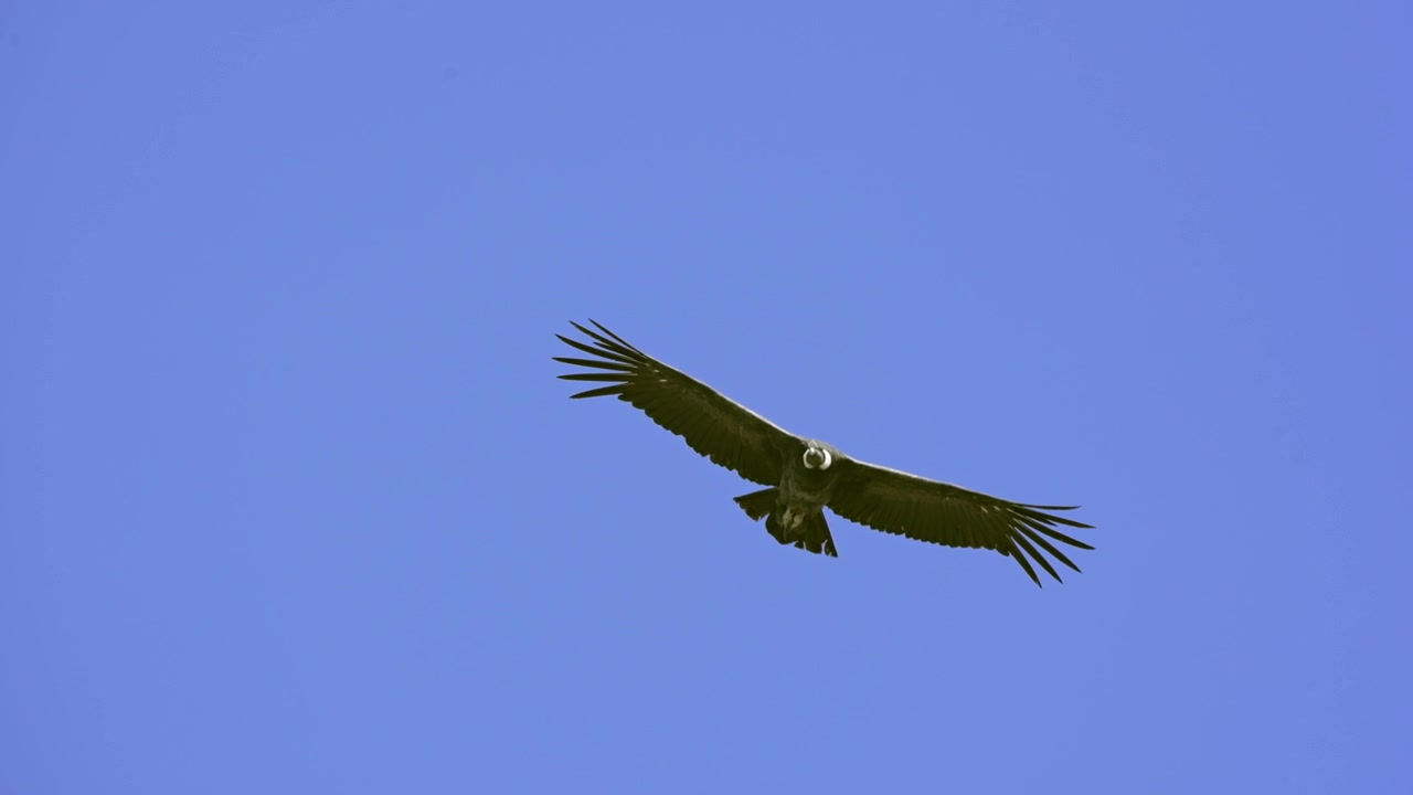 Un maestoso condor delle Ande in volo sopra le montagne con un cielo azzurro e sereno