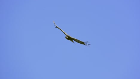 A-majestic-Andean-Condor-flying-over-the-mountains-with-a-clear-blue-sky