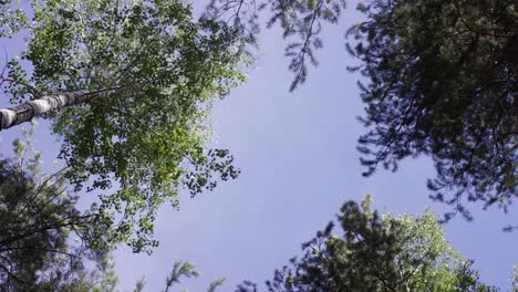 forest canopy view