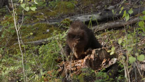 un joven oso pardo inspecciona cuidadosamente y se sube a un árbol caído y en descomposición en medio de la densa vegetación de un bosque