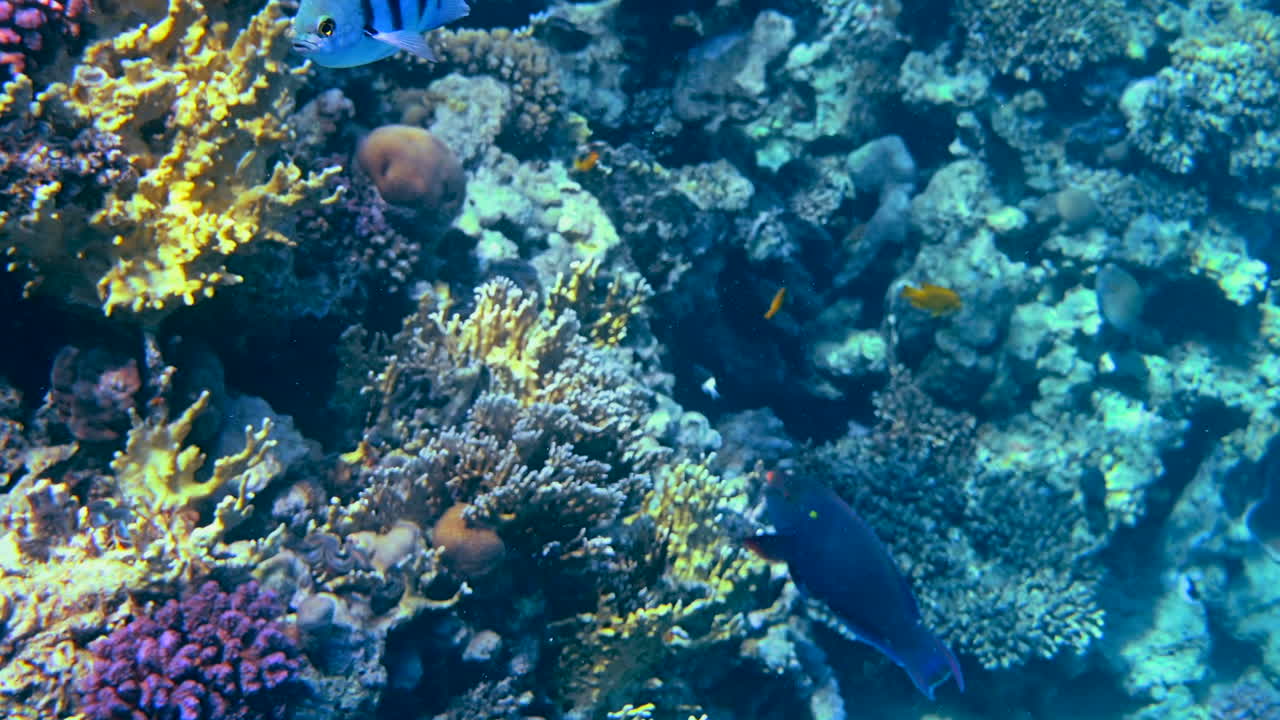 Close up of a Indo-Pacific sergeant fish swimming near a coral reef