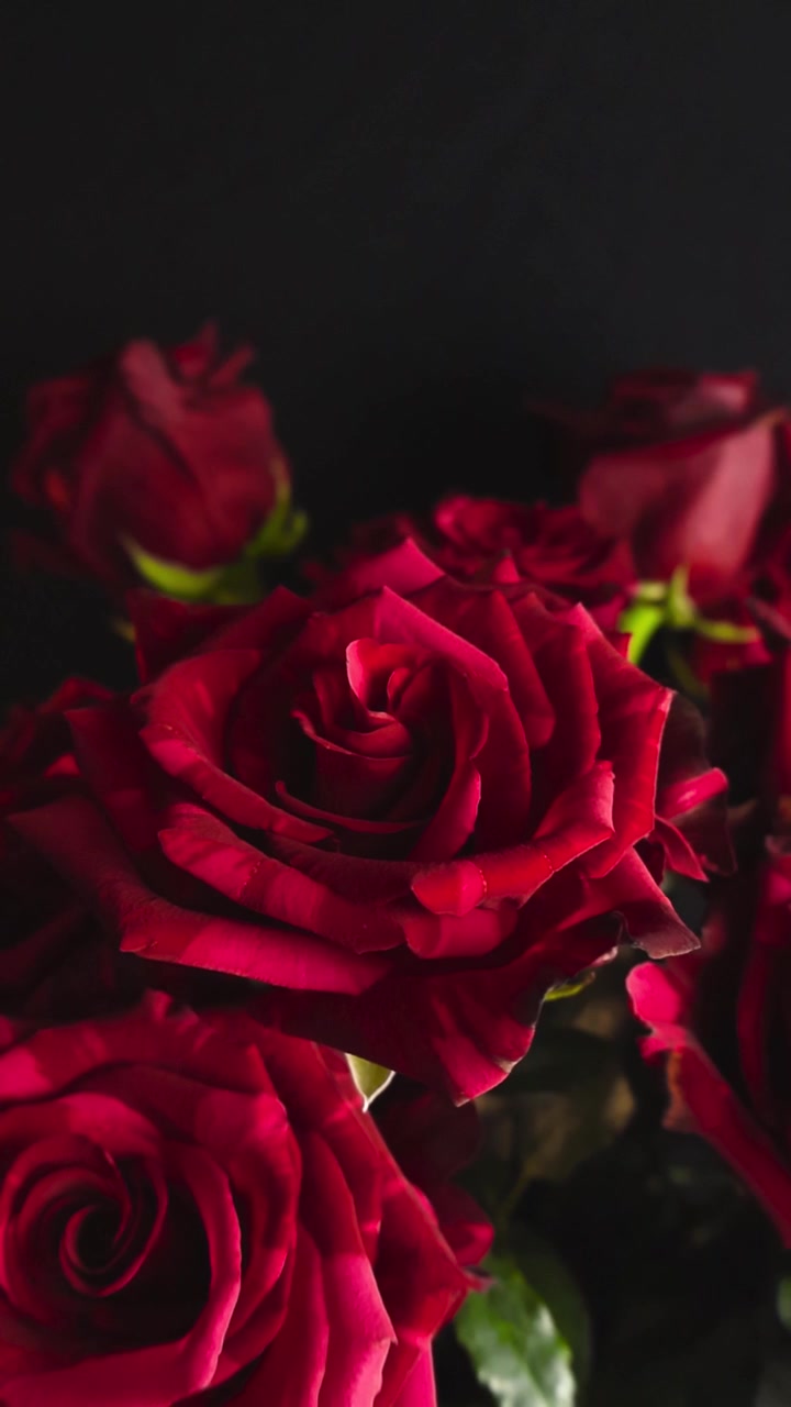 Hermoso ramo de rosas rojas vibrantes con hojas verdes deslizándose lentamente sobre un fondo oscuro y melancólico. Perfecto para conceptos románticos, celebraciones del Día de San Valentín, aniversarios y temas florales.