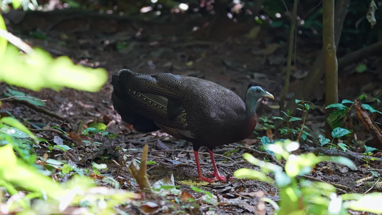Portrait Of A Great Argus (Argusianus argus) In Tropical Nature. Close-up Shot