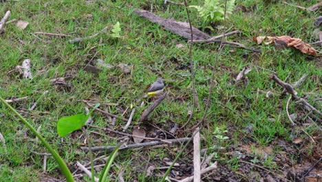 Graue-Bachstelze-Motacilla-Cinerea-Gesehen,-Wie-Sie-Auf-Einem-Zweig-Thront,-Der-Mit-Dem-Schwanz-Wedelt-Und-Seinen-Körper-Im-Khao-Yai-Nationalpark,-Thailand,-Schüttelt