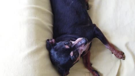 happy miniature dog mini tiny pinscher pin lays down at cute sofa in slow motion