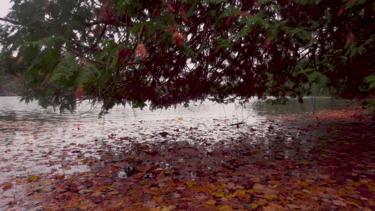 Low shot under a tree and above the water filled with leaves on a lake in the late autumn