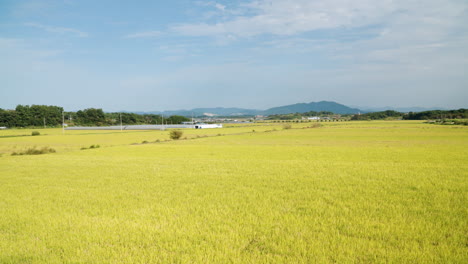 Plantaciones-De-Arroz-Amarillo-Durante-La-Temporada-De-Cosecha-En-Corea-Del-Sur-En-Un-Día-Soleado---Panorámica-Aérea