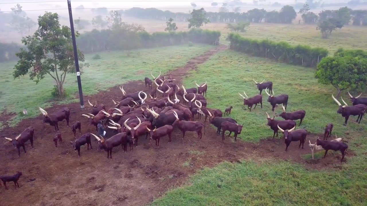 Bovini Ankole Watusi con corna massicce al pascolo in un terreno agricolo durante una mattina nebbiosa nell'Uganda occidentale, Africa. Ripresa aerea con drone