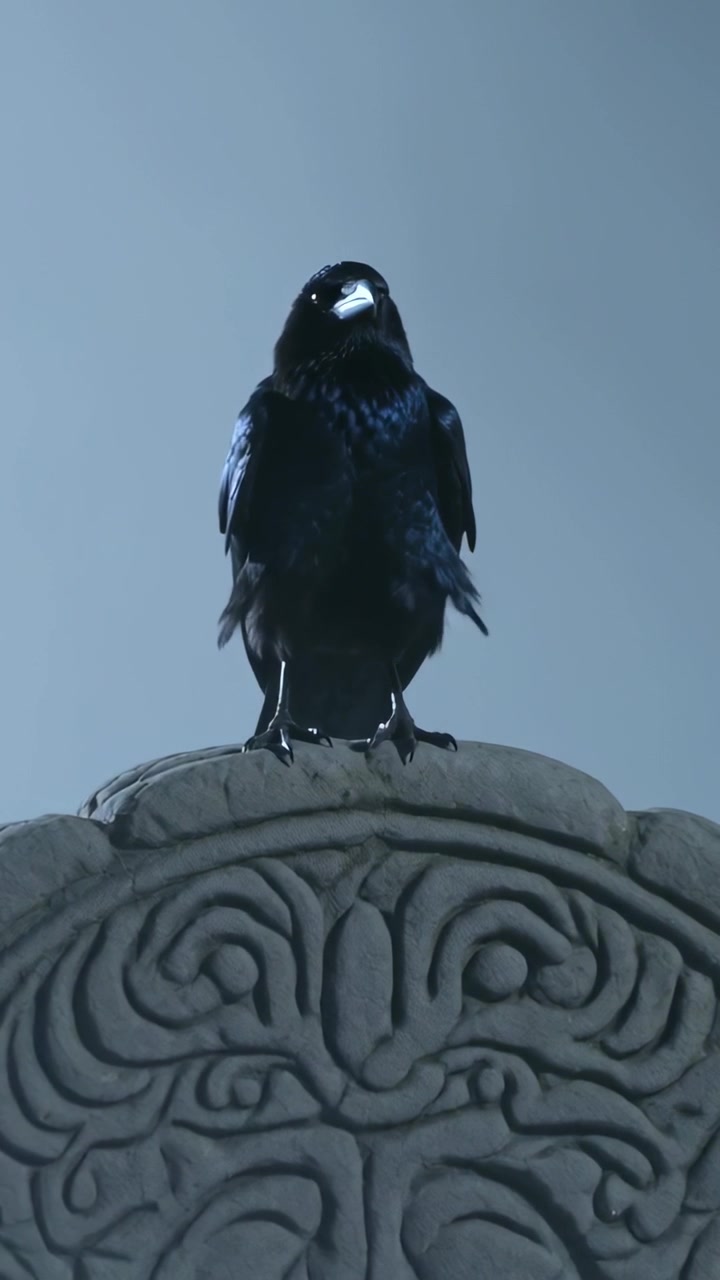Video verticale: Corvo che si sposta stimolato dal primo fotogramma, che chiama e si posa su una cresta di pietra scolpita
