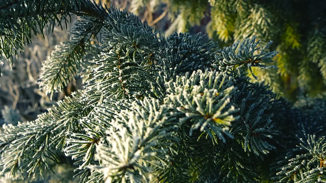 Close up video gliding over frost and ice crystals covering a spruce or pine branch, the needles are light green colored and sun is shining on the branch. The snow is glittering and shining