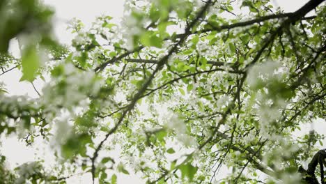 apple blossom close-up in spring