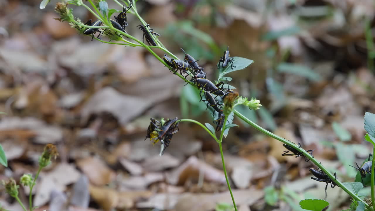 Florida Lubber Grasshoppers Climbing And Gripping On Stems Of Green Plant In Bloom. static shot