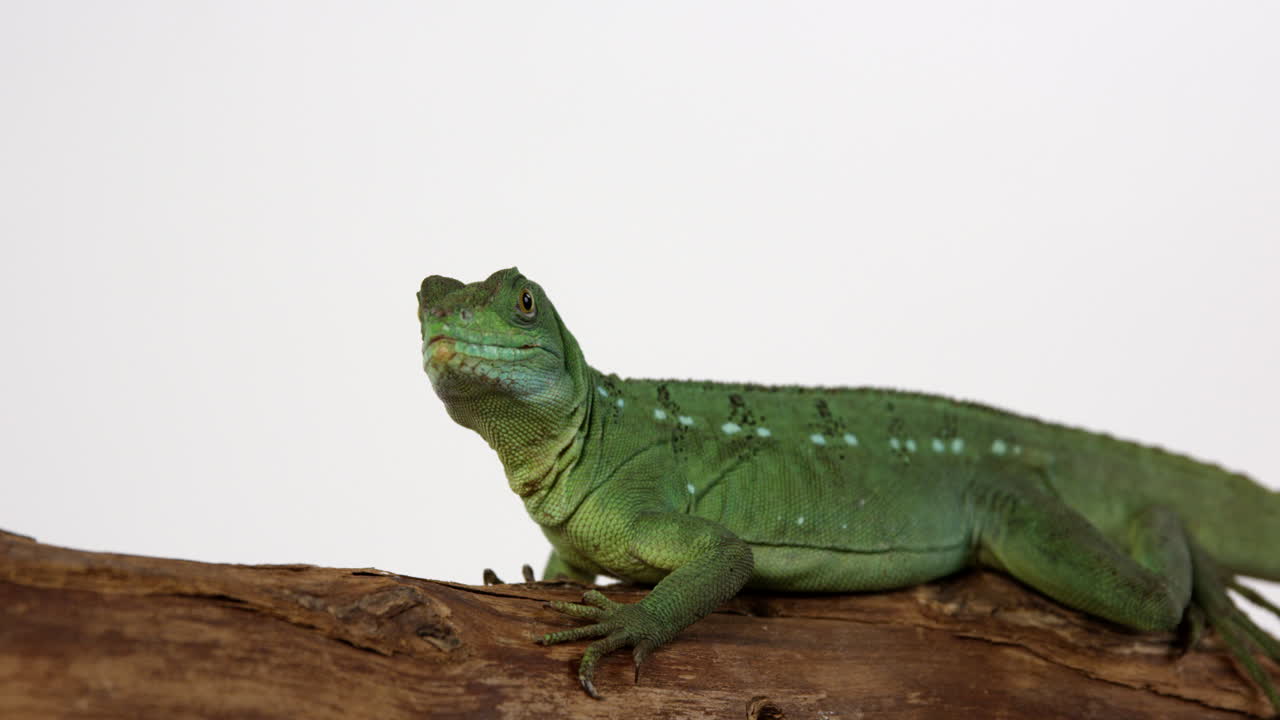 basilisk jesus lizard gira la cabeza para mirar a la cámara - aislado en fondo blanco