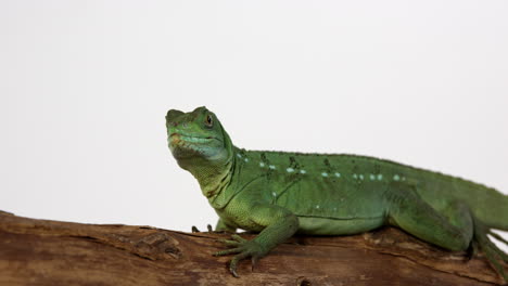 basilisk jesus lizard turns head to look into camera - isolated on white background