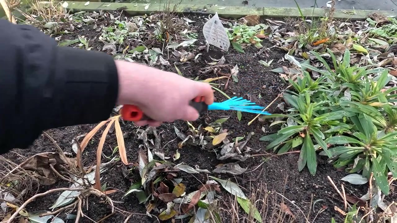 Pequeno ancinho de mão sendo usado para remover folhas